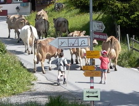 ni�os y vacas