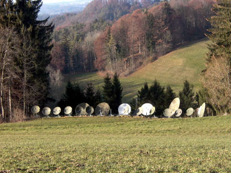 Escondidas en el bosque
