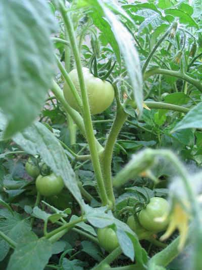 tomates.jpg