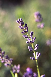 Aroma a lavanda