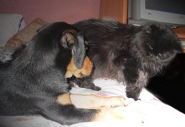 Pomot y Phoebe