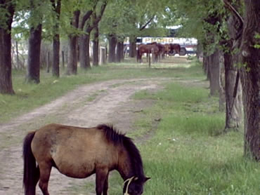 Nos, cerca del hpico haba unos caballos y les saqu..:)