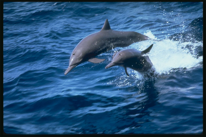 delfines.jpg