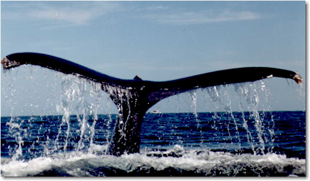 whales