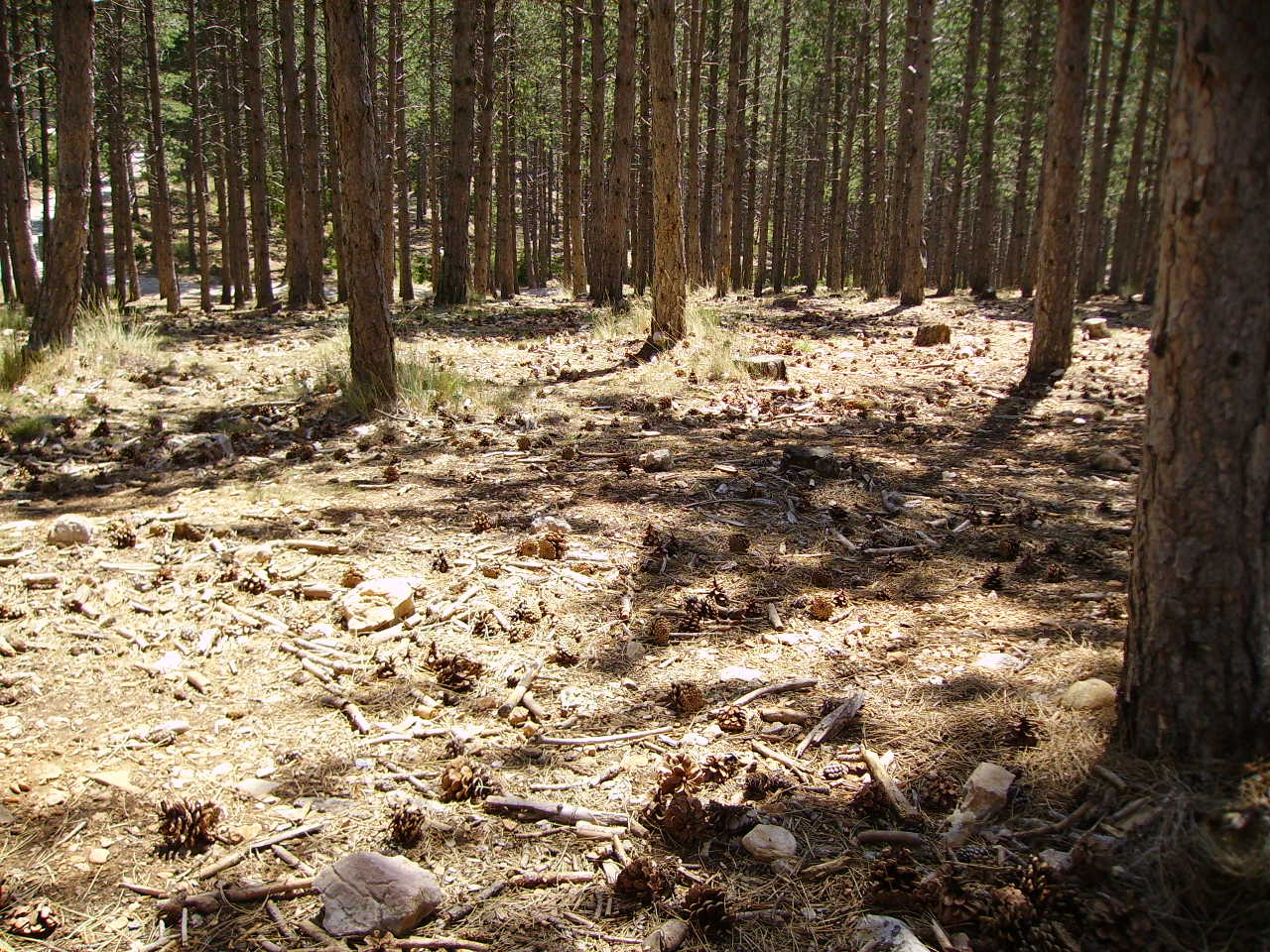 imgp0015.jpg