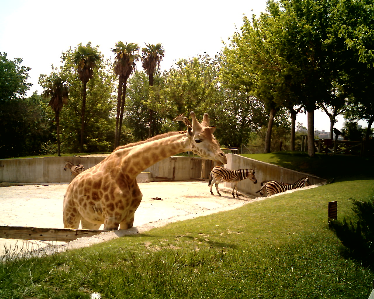 zoo_sunp0021.jpg