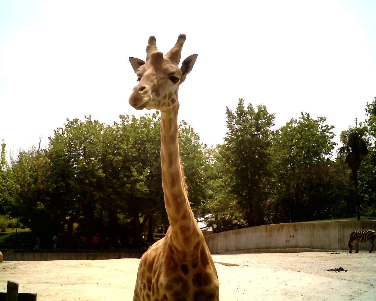 zoo_sunp0022.jpg