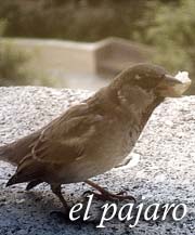 elpajaro.jpg