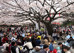 hanami.jpg
