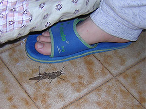 DSCN5211.jpg