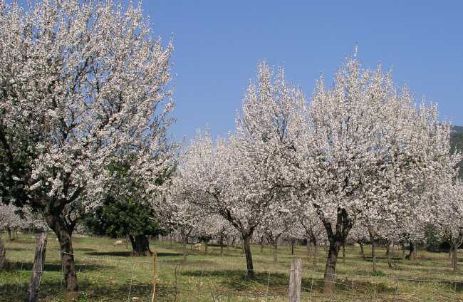 almond.jpg