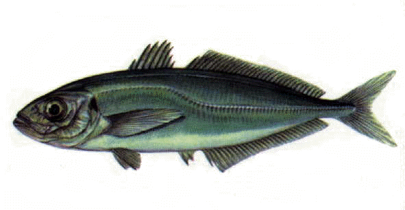 cofra13.gif