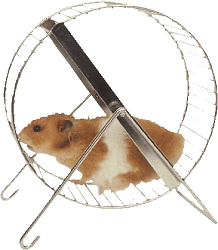 hamster.jpg