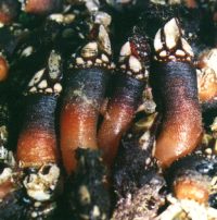 percebes.jpg