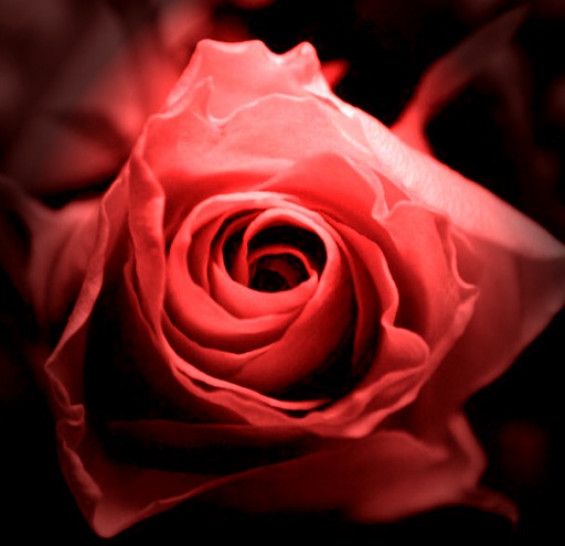 rose.JPG