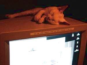 Cat.jpg