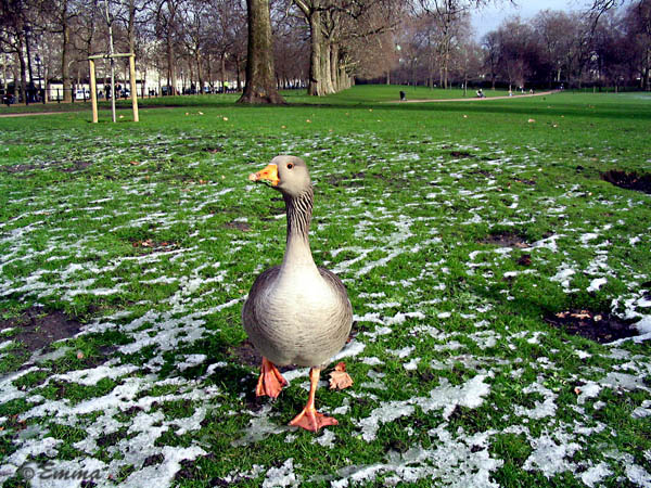 23-Pato-en-St-James-Park.jpg