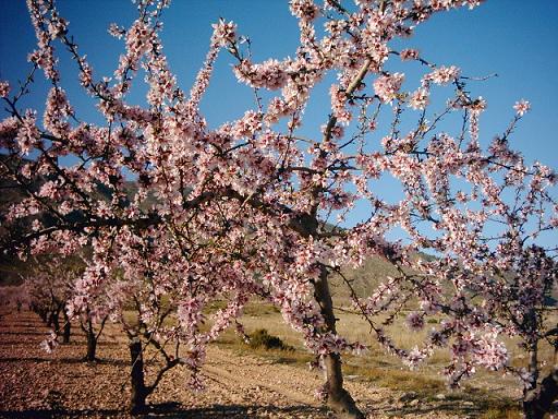 almendro.JPG
