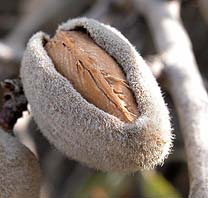 prunus-amygdalus_almendra.jpg