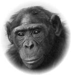 bonobo.jpg