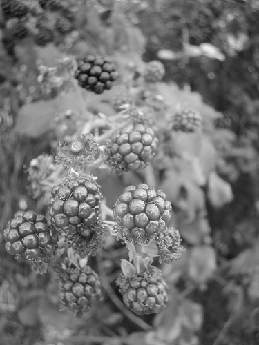 Moras