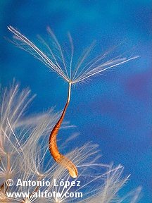 0421_semillas_urospermum_picroides.jpg