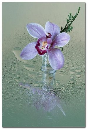 18orquidea02.jpg