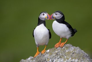 32_Puffins_f.jpg