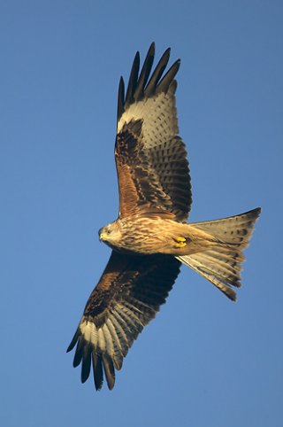 41_Red-kite_f.jpg