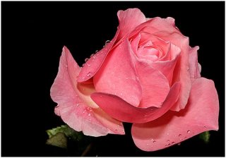 46rosa.jpg