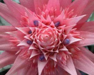 Aechmea-Salman.jpg