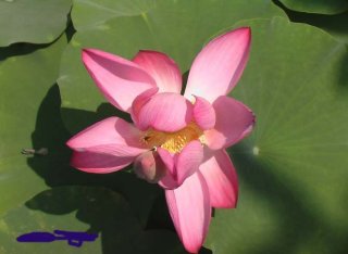 FLORES.jpg