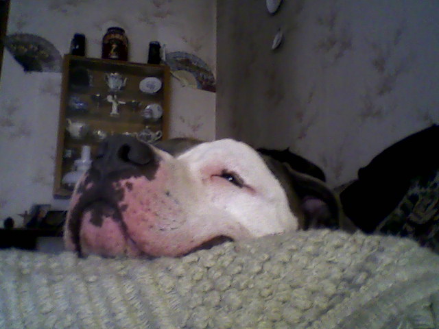 Lola-0042.jpg