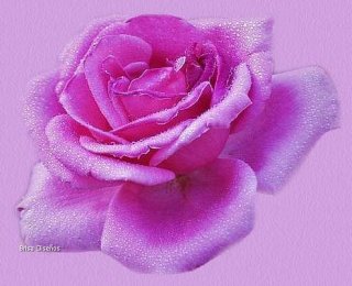 ROSA2.jpg