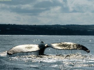 ballena.jpg