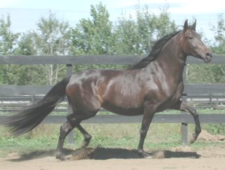 caballo2.jpg
