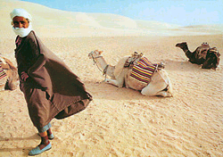 camellos.bmp