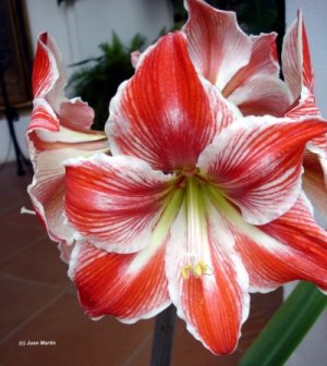 flor6.jpg