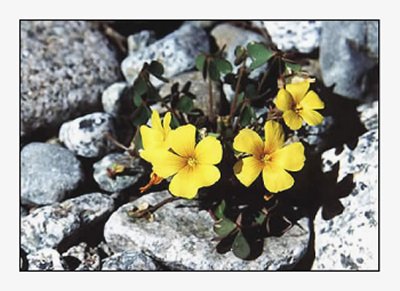 floramarilla.jpg