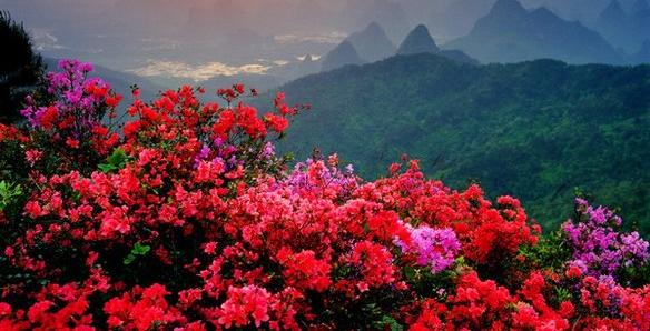 flores-china.jpg