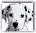 perrito2.gif