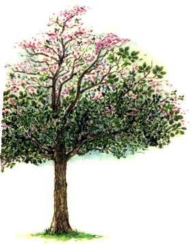 roble.gif