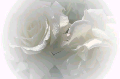 rosa.bmp