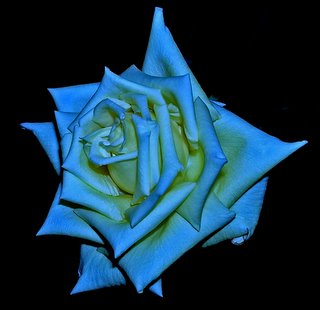 rosa_azul.jpg
