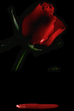 rosallora.gif