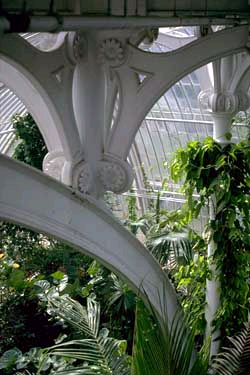 kewgardenspalm.bmp