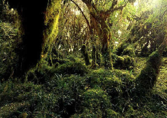 selva01.bmp