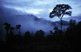selva02.jpg