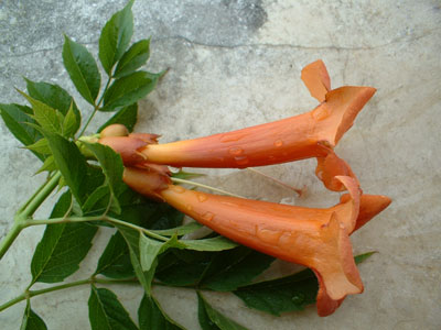 flors_w.jpg