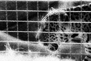 jaulazoo_w.jpg
